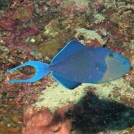 Ikan Hias Laut Trigger Biru