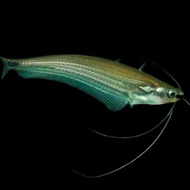 IKAN HIAS IKAN OMPOK EUGENEIATUS BORNEO GLASS CATFISH