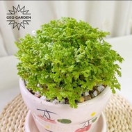 bibit tanaman hias lumut Ambon/ moss Ambon/ aquascape