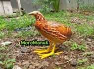 Patung Jontrot Burung Puyuh - decoy burung puyuh - alat pikat burung puyuh - alat pemikat burung puyuh