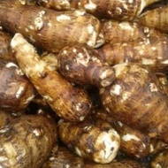 Talas Belitung / Belitung talas / kimpul talas pulen/ talas umbi | 1kg