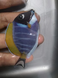 Botana BIRU / Bobi Size S - Ikan Hias Air Laut