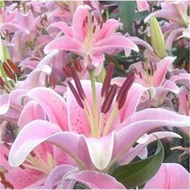 Balcony Flower Perfume Lily Seed Ball with Sprout Seeds Narcissus Hyacinth Lily Seed Ball Buy 5 Get 