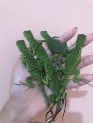 Green Iguana belang-belang. Foto terakhir itu indukan Jantannya..