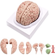 Human Brain ModelLife Size Human Brain Anatomy Model with Display Base for Science Classroom Study &