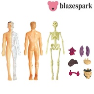 BLAZESPARK Human Anatomy Model, Body Puzzle Anatomy Model Human Body Model, Human Body Model Assembl