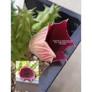 huernia kenensis ssp nairobeinsis