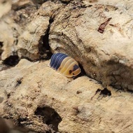 Isopod Cubaris sp Bumblebee