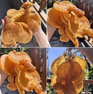 香港 藏華閣 高價上門現金交收 花膠，燕窩，海參，鮑魚，印尼大岛白花胶，陳年花膠，老花膠，赤嘴鱼胶，金钱胶，石肚，台山赤嘴，紅雞赤嘴