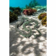 Sea Dragon / Aquatic Dragon Toy - Articulated