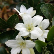 Anak pokok Kemuning katik, dwarf compact