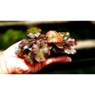 Tiger lotus aquascape Plant