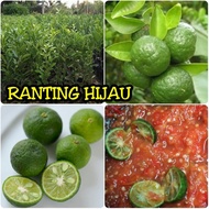 bibit buah jeruk sate / jeruk limau / jeruk sambel (bibit tanaman )