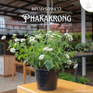 Treeno.9 T196 ผกากรอง ดอกสีขาว เลื้อยหอม (Weeping Lantana) กระถางแขวน 8 นิ้ว / สูง 30-40 ซม. / ไม้ปร