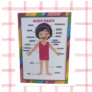 Body Parts Laminated Chart