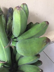 POKOK PISANG ABU/NIPAH {SULUR} BELI 5 POKOK FREE 1