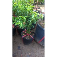 Coniferous guava tree (Chinese guava, guava leaf)