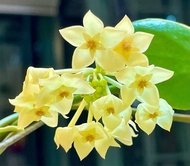 Hoya Diptera 二翼毬蘭