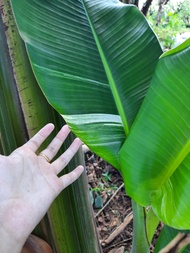 Bibit Tanaman Buah Pisang Kepok Varigata Asli Unik Dan Langka