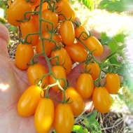 10 Benih Tomat Cherry Kuning Golden Sweet Cerry