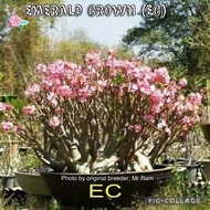 Emerald Crown/ Hybrid type/ Adenium seeds/ Biji benih adenium/ Import Thailand