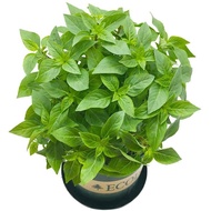 ◹ ∆ ♞,♘50pcs Herb Garden Seed,Basil, Rosemary,Lemon Grass, Parsley,Thyme Seeds for Planting (Basil)