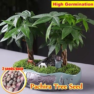 (2pcs/bag) Pachira Tree Seeds for Sale Pachira Dwarf Money Tree Plant Seeds Pachira Aquatica Seeds f