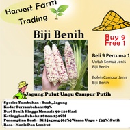 Biji Benih Jagung Pulut Ungu Campur Putih 14Pcs Jagung hitam Merah Kuning Benih Sayur Sayuran Vegeta