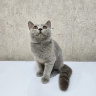 Kucing british shorthair betina