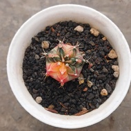 Anakan gymno miha hybrid varigata ownroot berakar