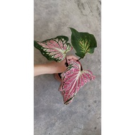 Caladium Thai Beauty from Greenescapes80s
