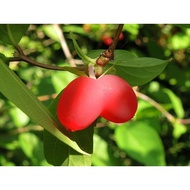 Anak pokok Lonicera harae, Raspberry Honeysuckle