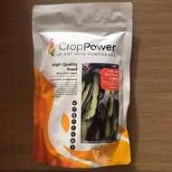 🔥BIG SALES🔥 500G WB 48 BIG FOUR Benih Kacang Botol / Winged Bean Seeds / 四棱豆种子/ [四角豆 Biji Benih Kaca