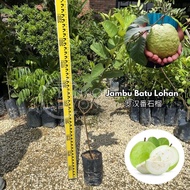 TKL - Anak Pokok Jambu Batu Lohan 罗汉番石榴树苗