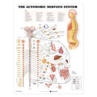 Autonomic Nervous System Anatomical Chart Paper UnmountedPU