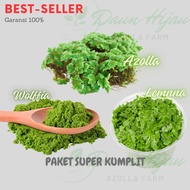 Paket komplit Bibit Wolfia 500gram Azolla 250gram mata lele 100gram Pakan alternatif