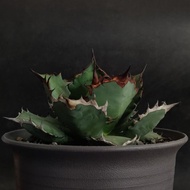 ModestaPlants – Agave Titanota Dwarf 姬严龙 姬仁王冠 │ Rare Succulent  龙舌兰 严龙 live plant