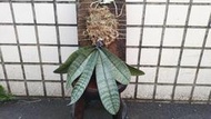 【唐老鴨】銀葉虎斑蝴蝶蘭 Phal.schilleriana 軟木板植