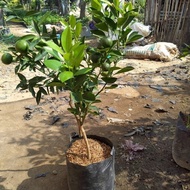 Pohon Jeruk Santang Madu / Bibit Unggulan Jeruk Santang Madu