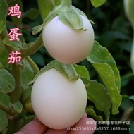 现货茄子种子鸡蛋茄圆茄白罐茄紫色线茄四季瓜果蔬菜种籽阳台盆栽Eggplant seed egg eggplant round eggplant white pot eggplant purple co