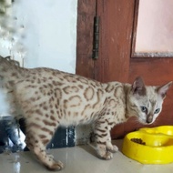 kucing bengal snow female