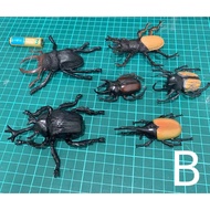 Insect Specimen Toy Beetle/Unicorn/Stag Beetle/Beetle Model
