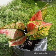 ☄∋❒Aglaonema Hengheng Uprooted Live Plants (Luzon Only)