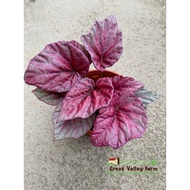 [Live Plant] Sangria Begonia Rex