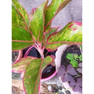 AGLAONEMA VARIETY RED ORANGE SIAM, PINK BUTTERFLY, YELLOW DONA CARMEN,  LIVE PLANTS FOR LUZON AREA O