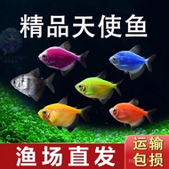 Ikan Malaikat Ikan Hiasan Premium Ikan Tropika Air Tawar Kecil Mudah Dijaga untuk Ikan Hidup Guppy I