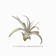 Tillandsia Xerographica AirPlant OffSet 空气草凤梨植物霸王小侧芽