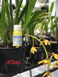 THUỐC DIỆT CÔN TRÙNG FENDONA 10SC 50ml