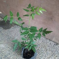 Bibit Tanaman Daun Mimba Murah