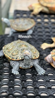 Kura Air DBT - Diamondback Terrapin Centrata
